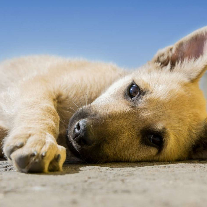 A light brown puppy lies on its side outdoors, gazing toward the camera with one ear perked up, perfect for illustrating How to Clean Dog Ears in a gentle and caring way