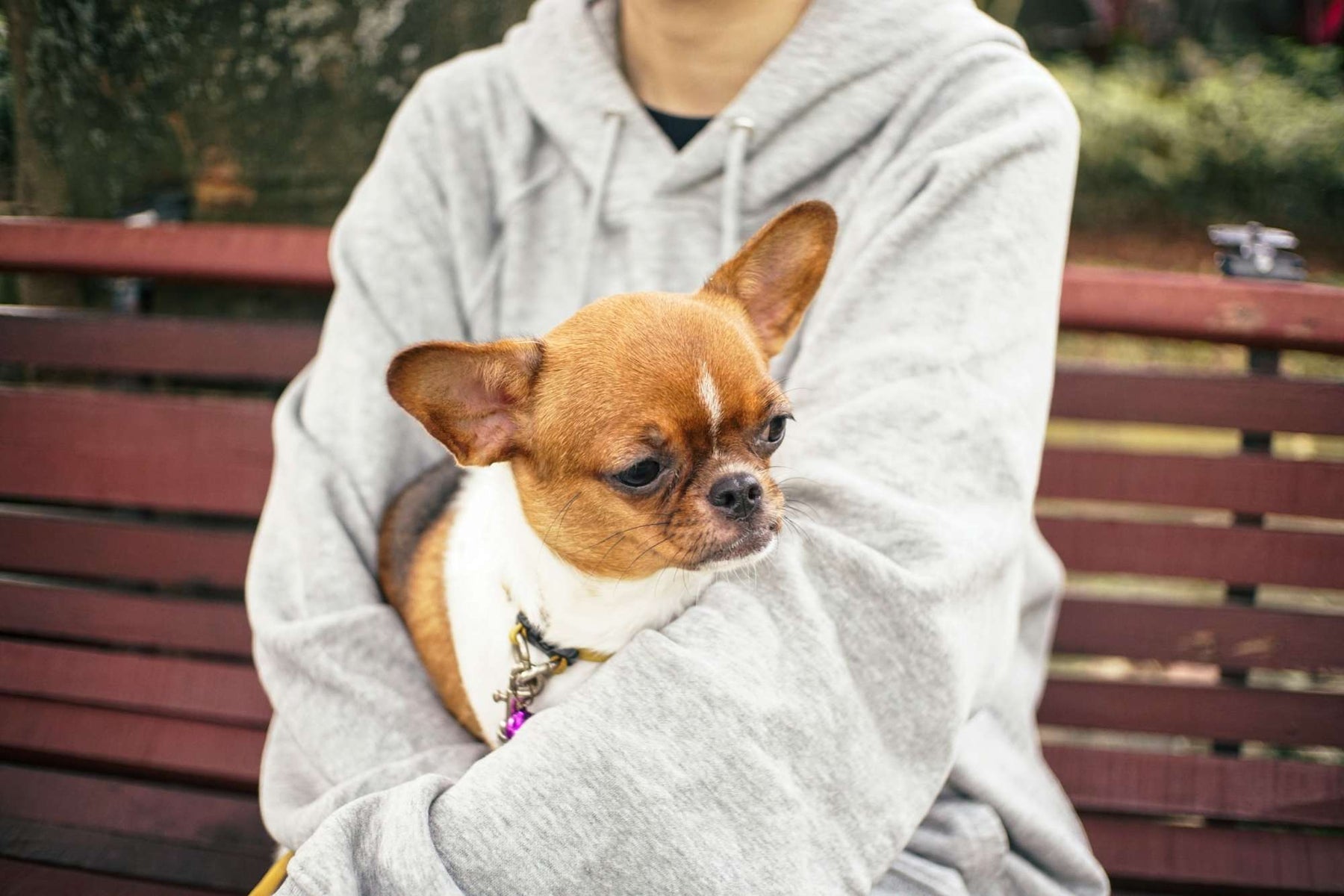 A person in a grey hoodie holds a small brown-and-white dog on a bench, exploring the question Will Dog Help With Depression