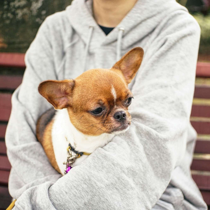 A person in a grey hoodie holds a small brown-and-white dog on a bench, exploring the question Will Dog Help With Depression