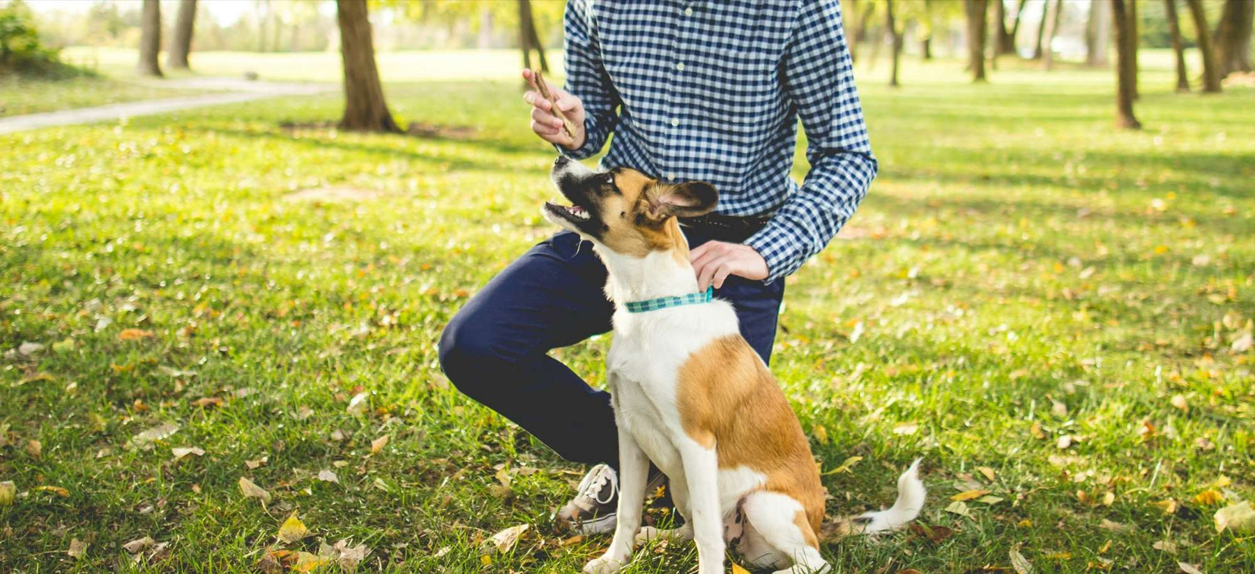A person kneels on grass holding a clicker in one hand while a dog sits and looks up, demonstrating How to Use a Clicker for Dog Training