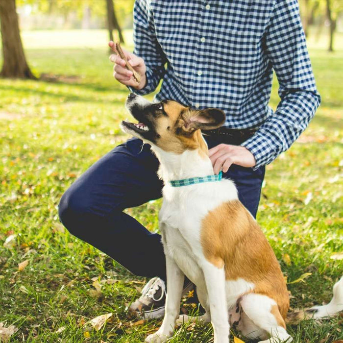 A person kneels on grass holding a clicker in one hand while a dog sits and looks up, demonstrating How to Use a Clicker for Dog Training