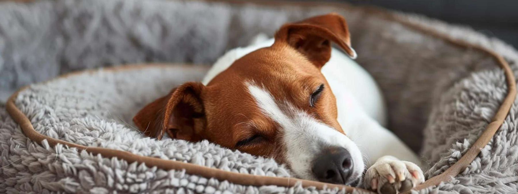 A relaxed Jack Russell Terrier curls up on a soft gray dog bed, a cozy example of why knowing “Can Dog Beds Go in the Dryer” matters