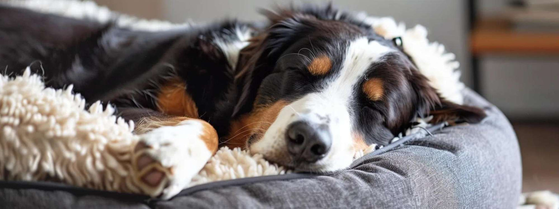 A resting dog with its head down and paws stretched out on a fluffy bed highlights the comfort explored in Are Dog Beds Bad for Dogs