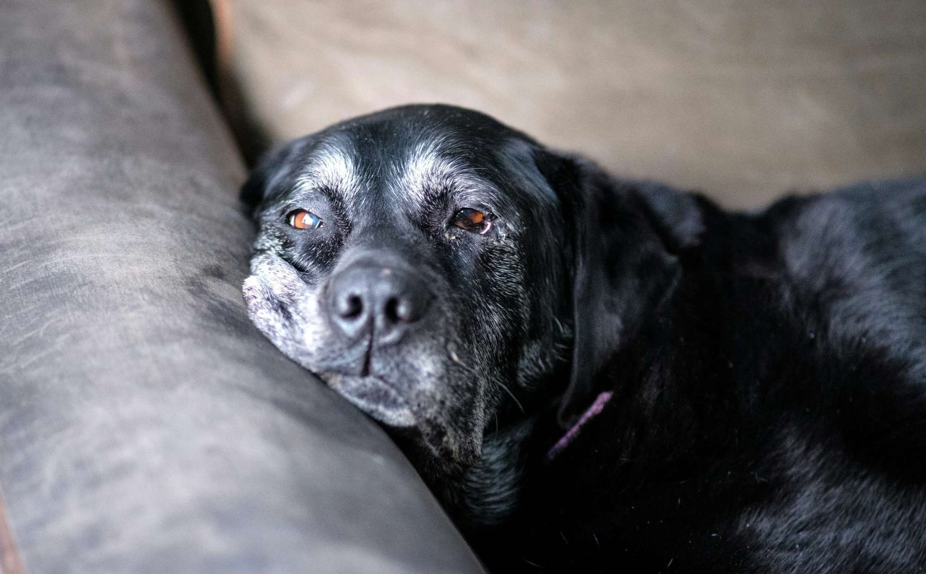 A senior black dog with graying fur rests its head on a couch cushion, looking tired and possibly affected by one of the 9 Senior Dog Eye Health Issues