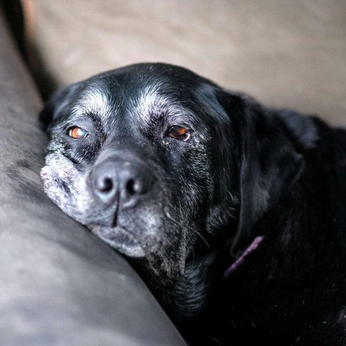 A senior black dog with graying fur rests its head on a couch cushion, looking tired and possibly affected by one of the 9 Senior Dog Eye Health Issues