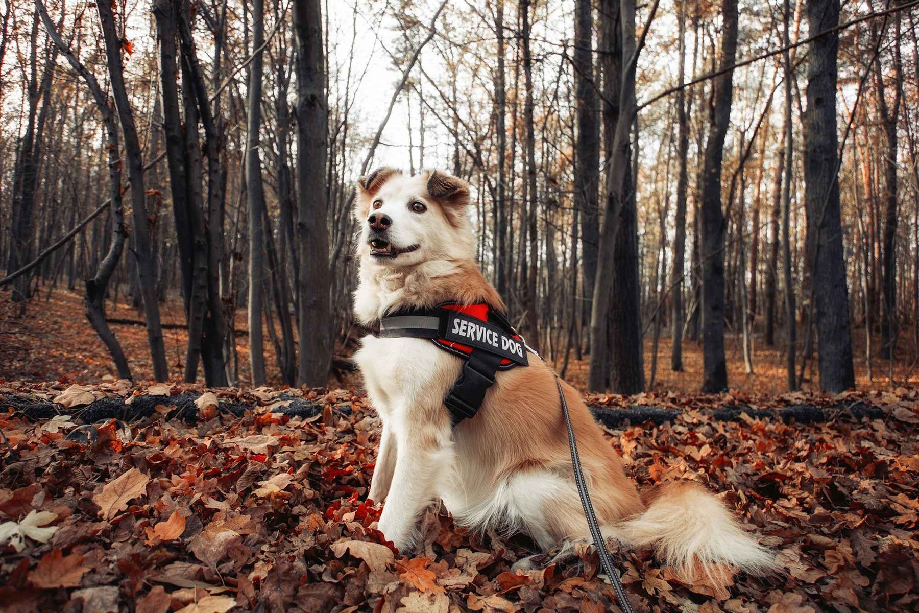 A service dog wearing a labeled harness sits calmly among fallen autumn leaves in a quiet forest, perfectly capturing the spirit of When to Start Service Dog Training