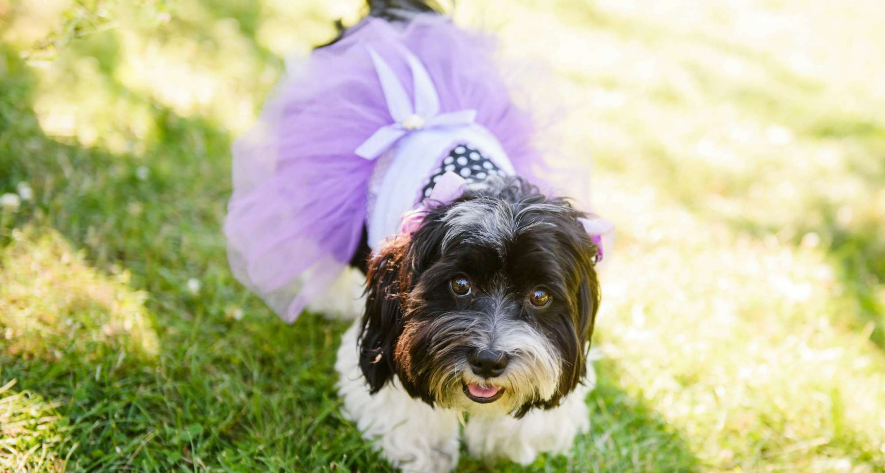 A small black and white dog with a fluffy coat is wearing a purple tutu and standing on green grass, illustrating the topic How Often Dog Heat Cycle