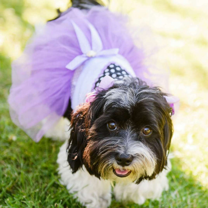 A small black and white dog with a fluffy coat is wearing a purple tutu and standing on green grass, illustrating the topic How Often Dog Heat Cycle