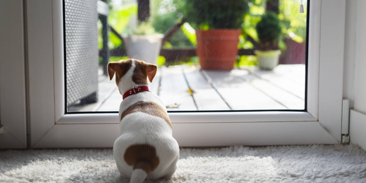 How Do Automatic Dog Doors Work: 12 Essential Tips | Puppy Fever Pro