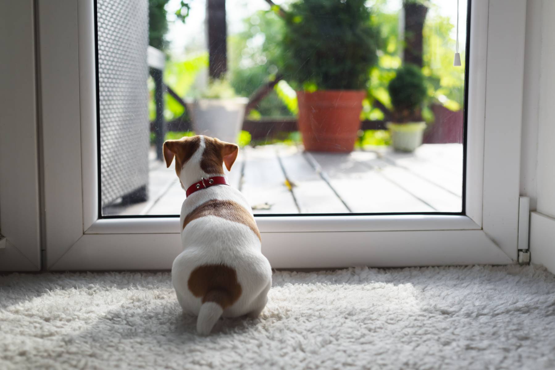 A small dog with a red collar sitting by a glass door, emphasizing the need for understanding how do automatic dog doors work to provide pets with easy outdoor access