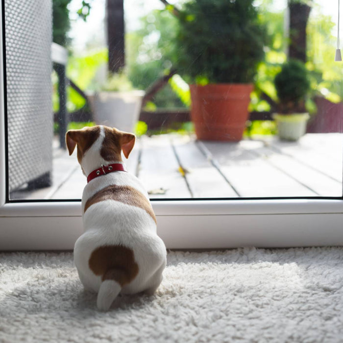 A small dog with a red collar sitting by a glass door, emphasizing the need for understanding how do automatic dog doors work to provide pets with easy outdoor access
