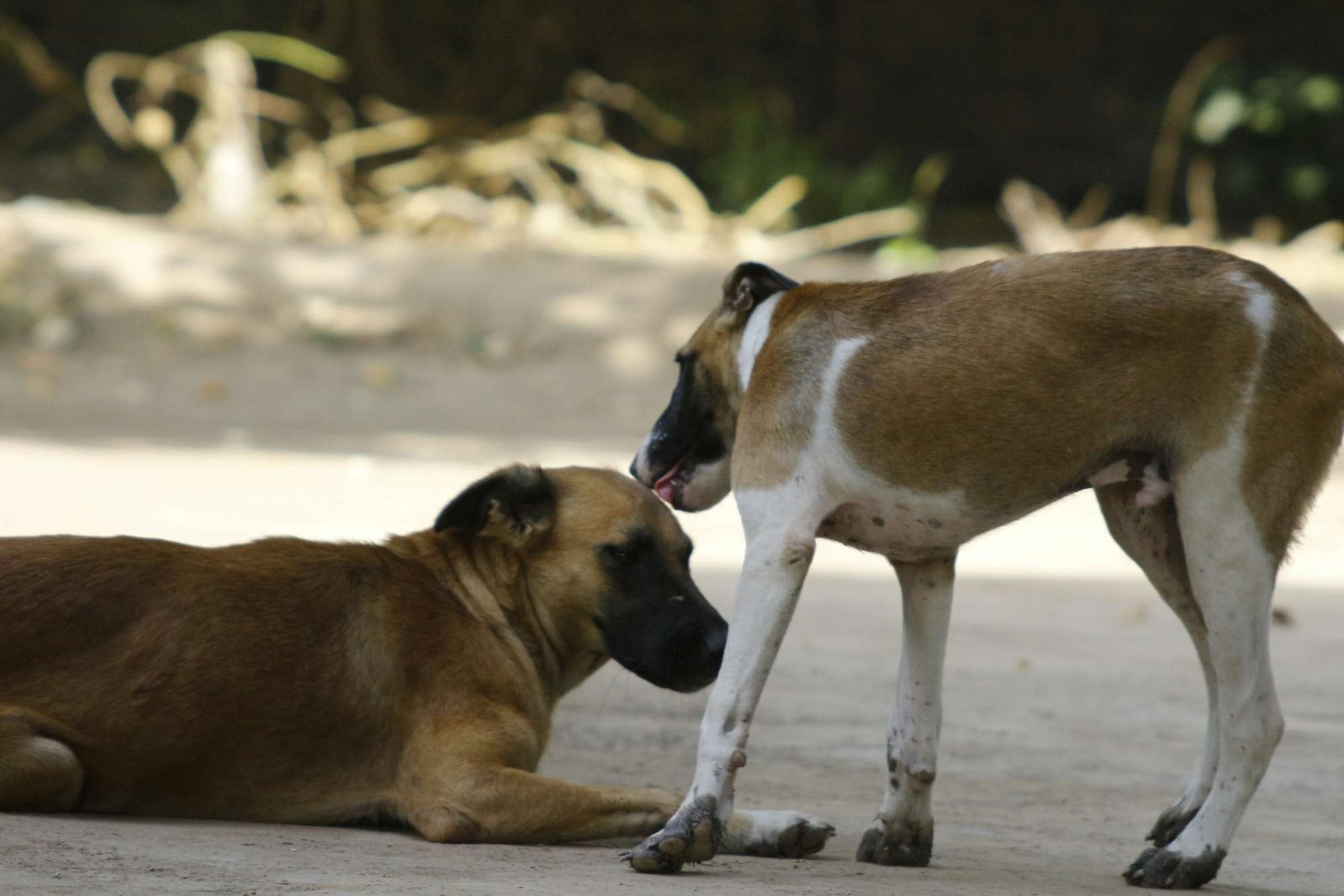 A standing dog gently licks the ear of a resting dog on a dirt path, showing the behavior behind “Why Does My Dog Lick My Other Dogs Ears