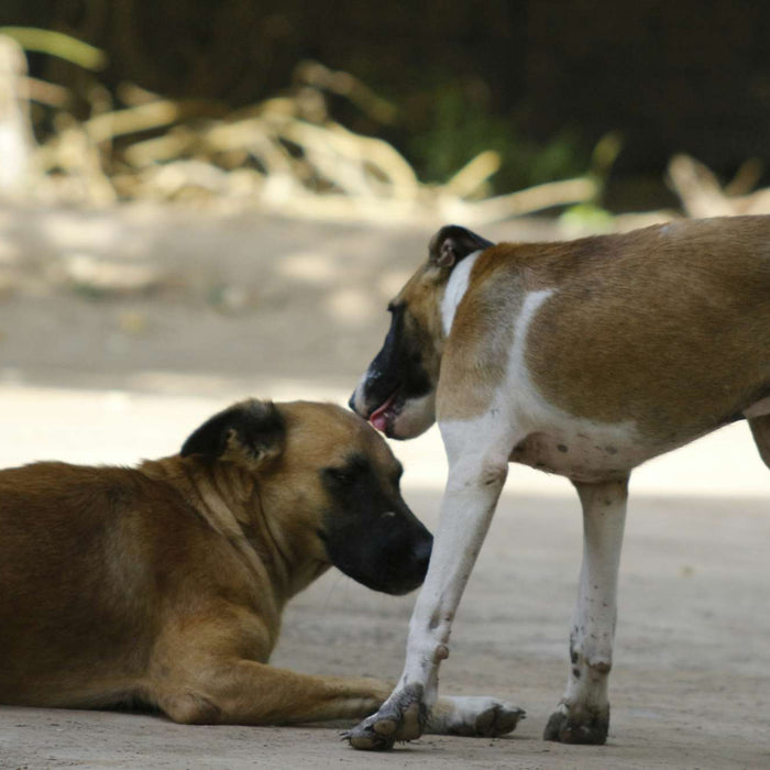 A standing dog gently licks the ear of a resting dog on a dirt path, showing the behavior behind “Why Does My Dog Lick My Other Dogs Ears