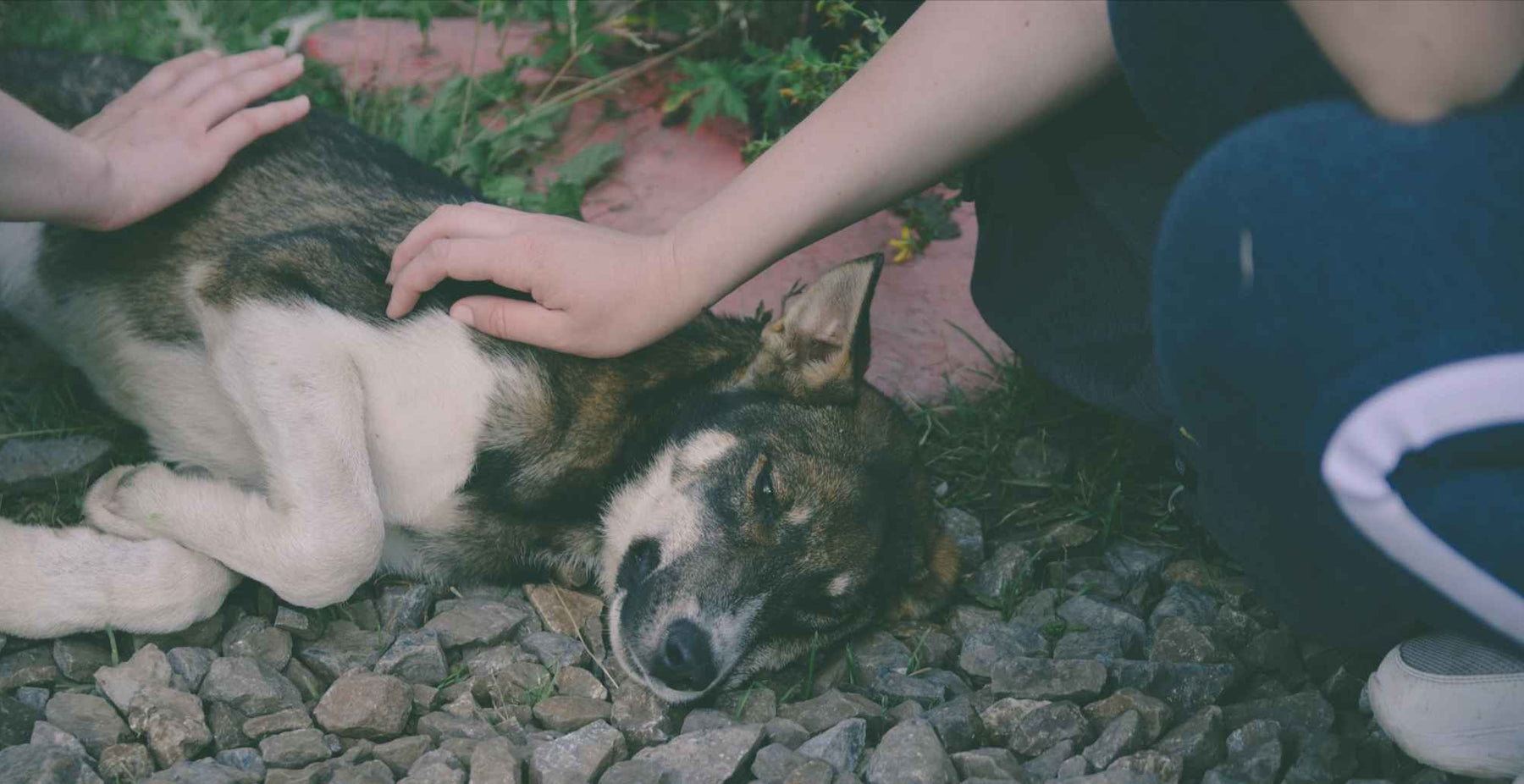 A tired-looking dog lies on gravel while two people gently pet it, capturing a quiet moment of care—What Can I Give My Dog for Allergies