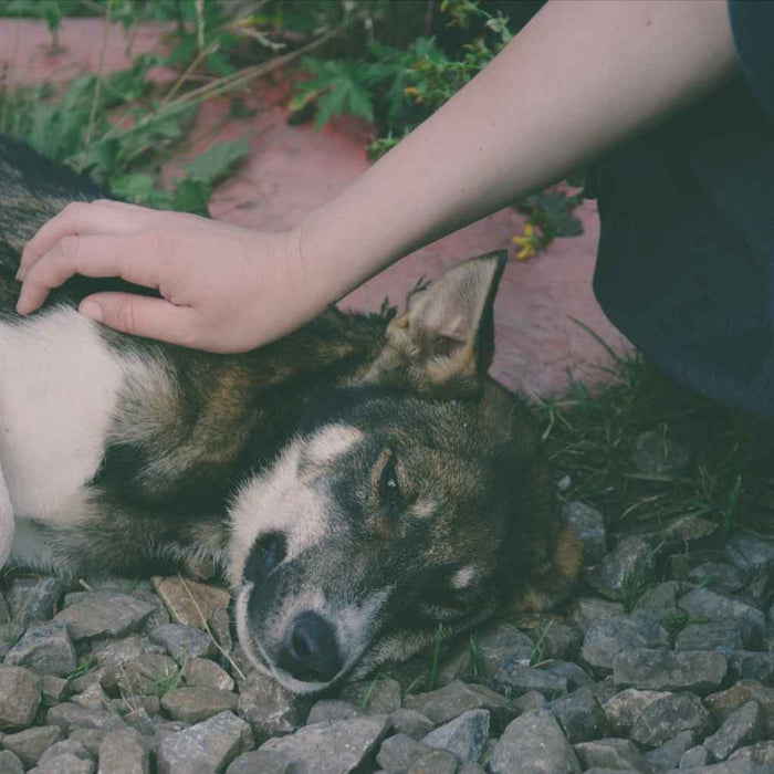 A tired-looking dog lies on gravel while two people gently pet it, capturing a quiet moment of care—What Can I Give My Dog for Allergies