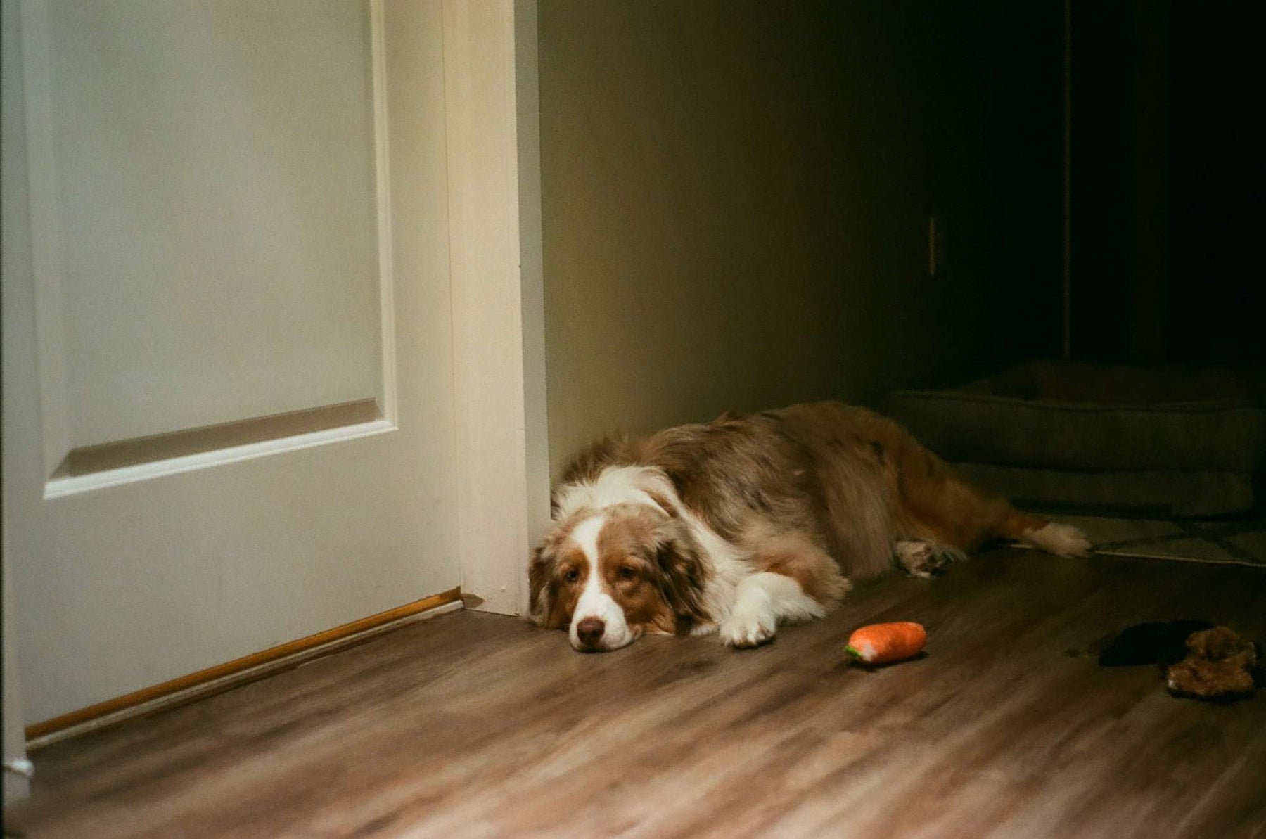 A tired dog lying on a wooden floor near a doorway with toys nearby, hinting at the need to monitor dog healthy temperature