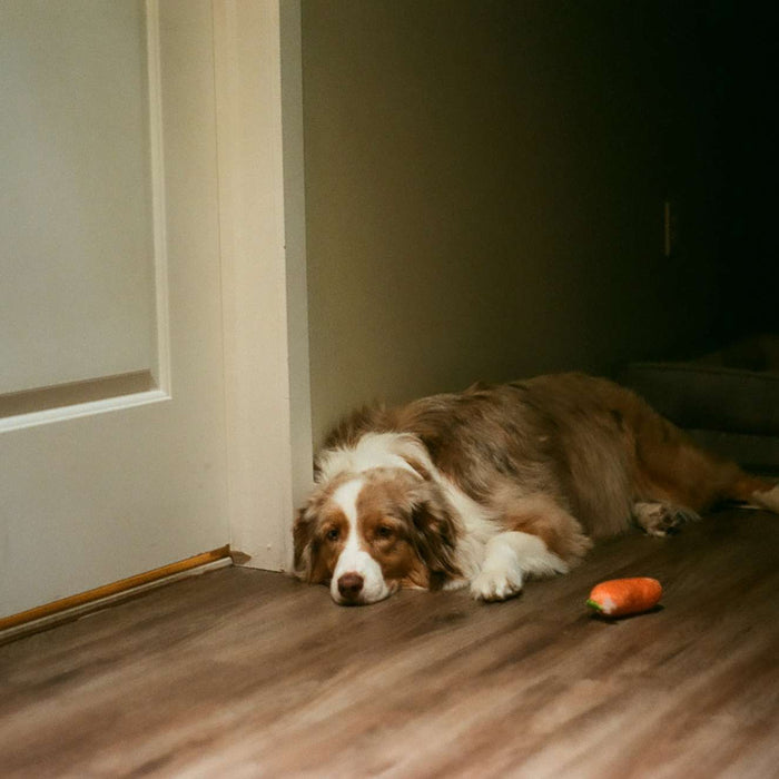 A tired dog lying on a wooden floor near a doorway with toys nearby, hinting at the need to monitor dog healthy temperature
