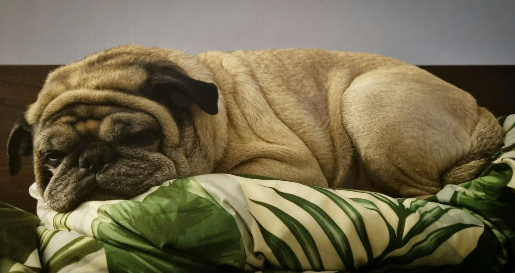 A wrinkly pug is curled up on a leafy blanket looking cozy and slightly grumpy which makes you wonder Are Dog Beds Necessary