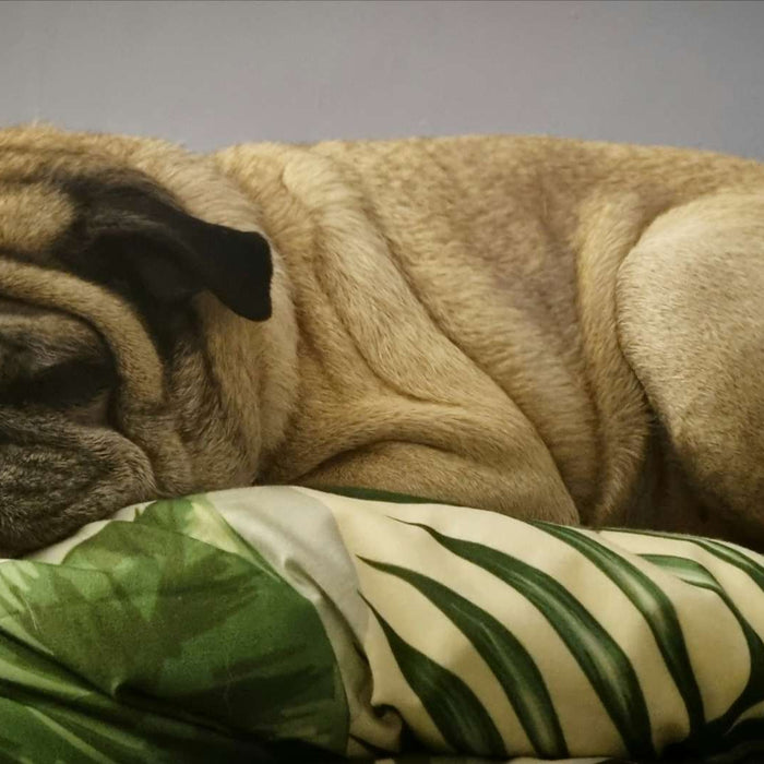 A wrinkly pug is curled up on a leafy blanket looking cozy and slightly grumpy which makes you wonder Are Dog Beds Necessary