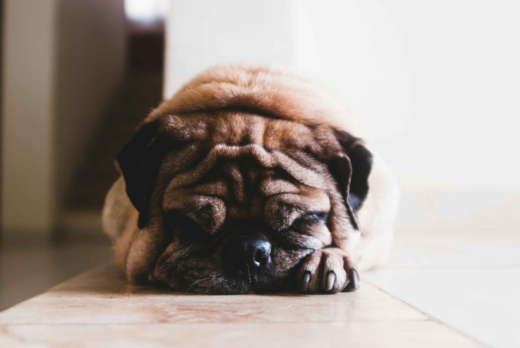 A wrinkly pug is lying down with its eyes closed and paw stretched forward on a tiled floor, looking peaceful—Why is My Dog Itchy After Grooming