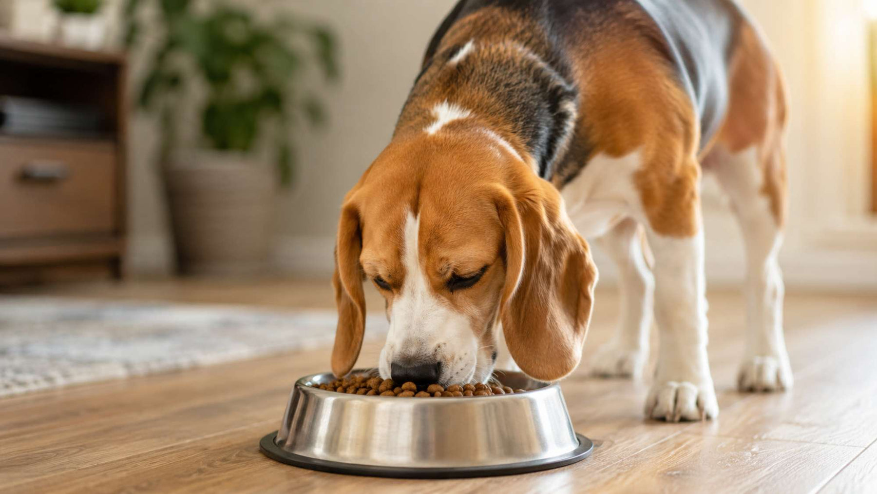 Beagle eats dry dog food from a stainless steel bowl indoors, illustrating obesity prone dog breeds and the importance of portion control