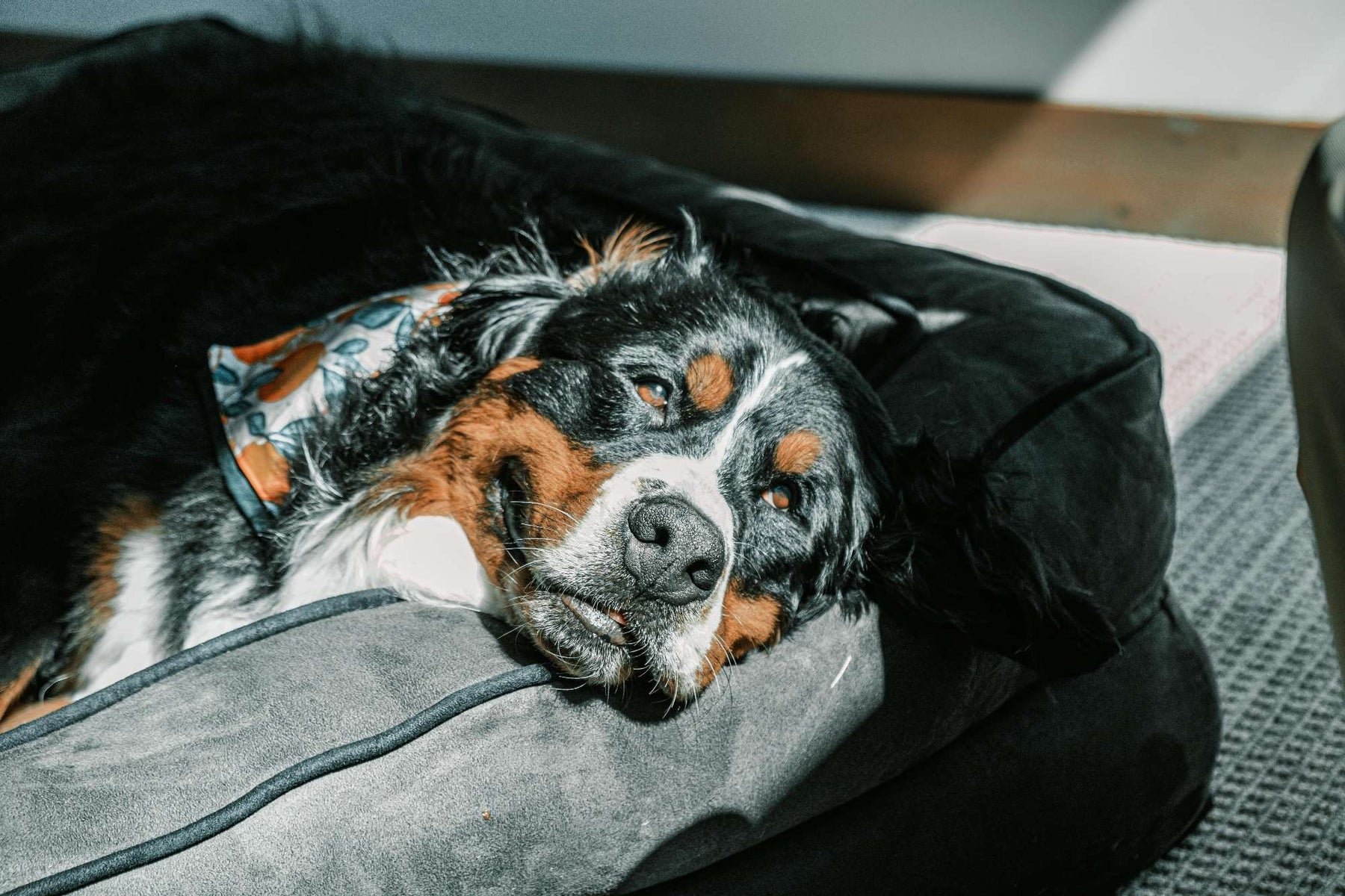 Bernese Mountain Dog rests comfortably on a soft gray large breed dog bed beside a sunny window indoors