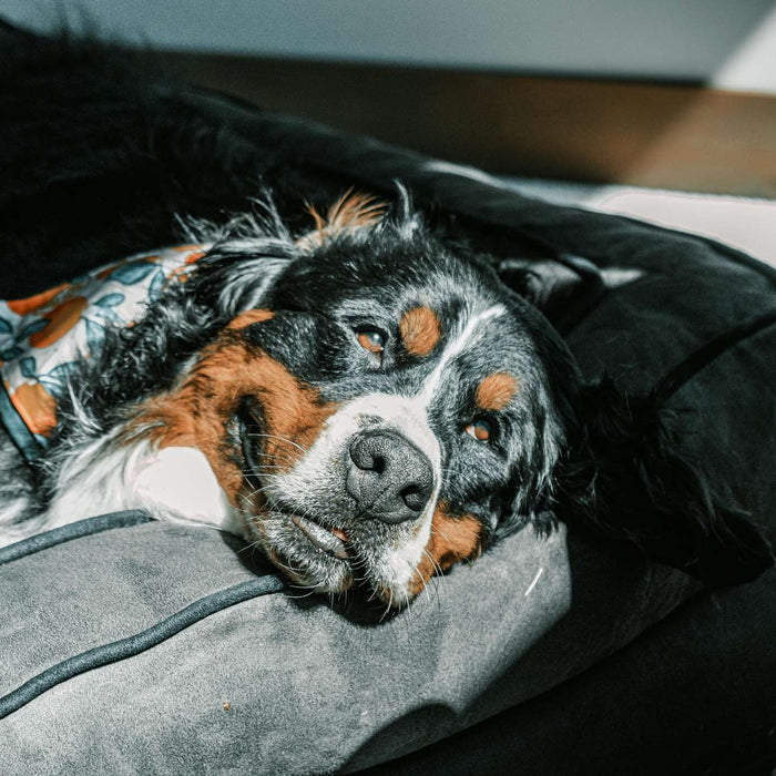 Bernese Mountain Dog rests comfortably on a soft gray large breed dog bed beside a sunny window indoors