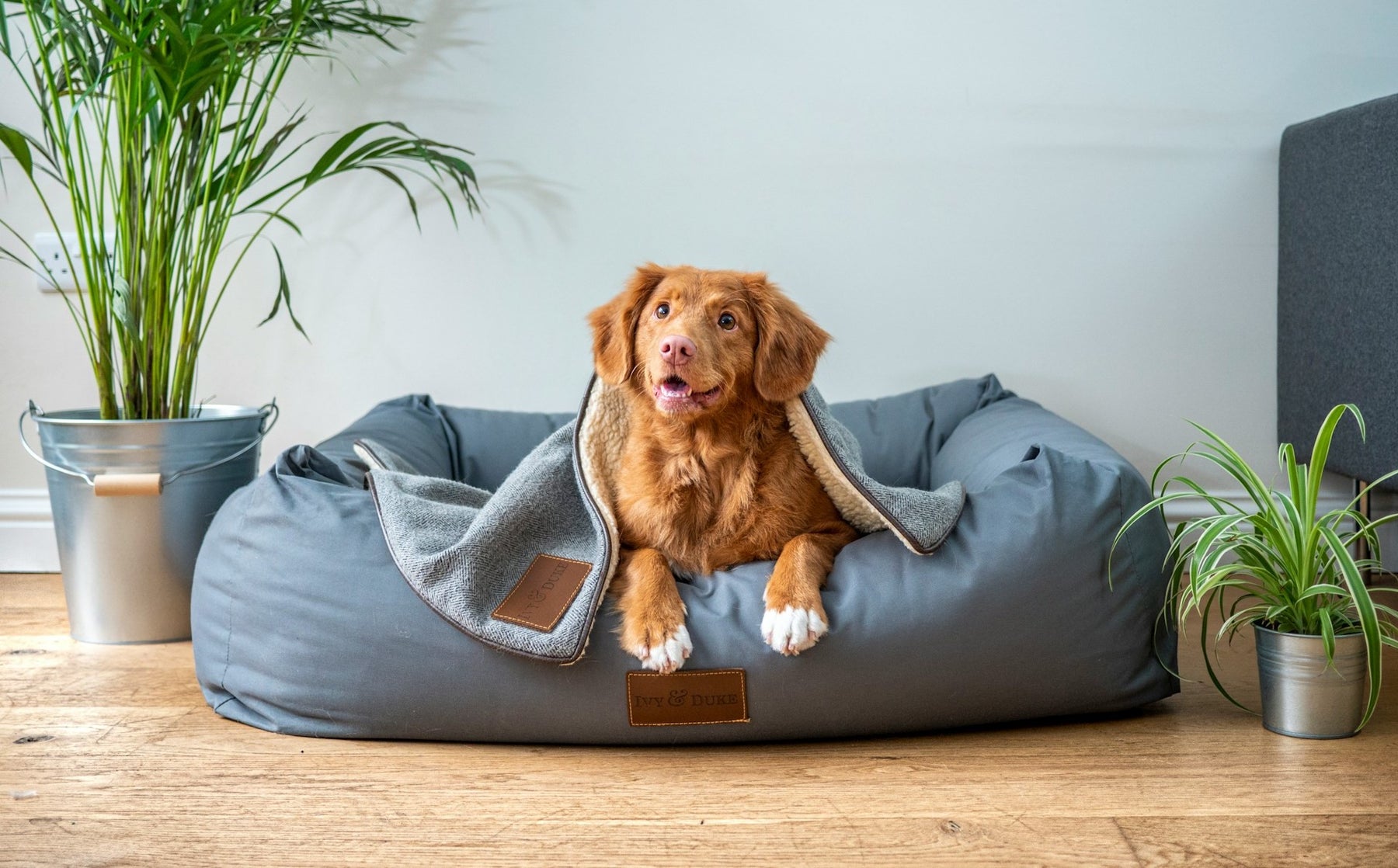 Big Brown Dog In A Doggie Bed