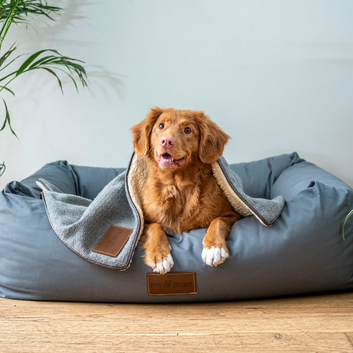 Big Brown Dog In A Doggie Bed