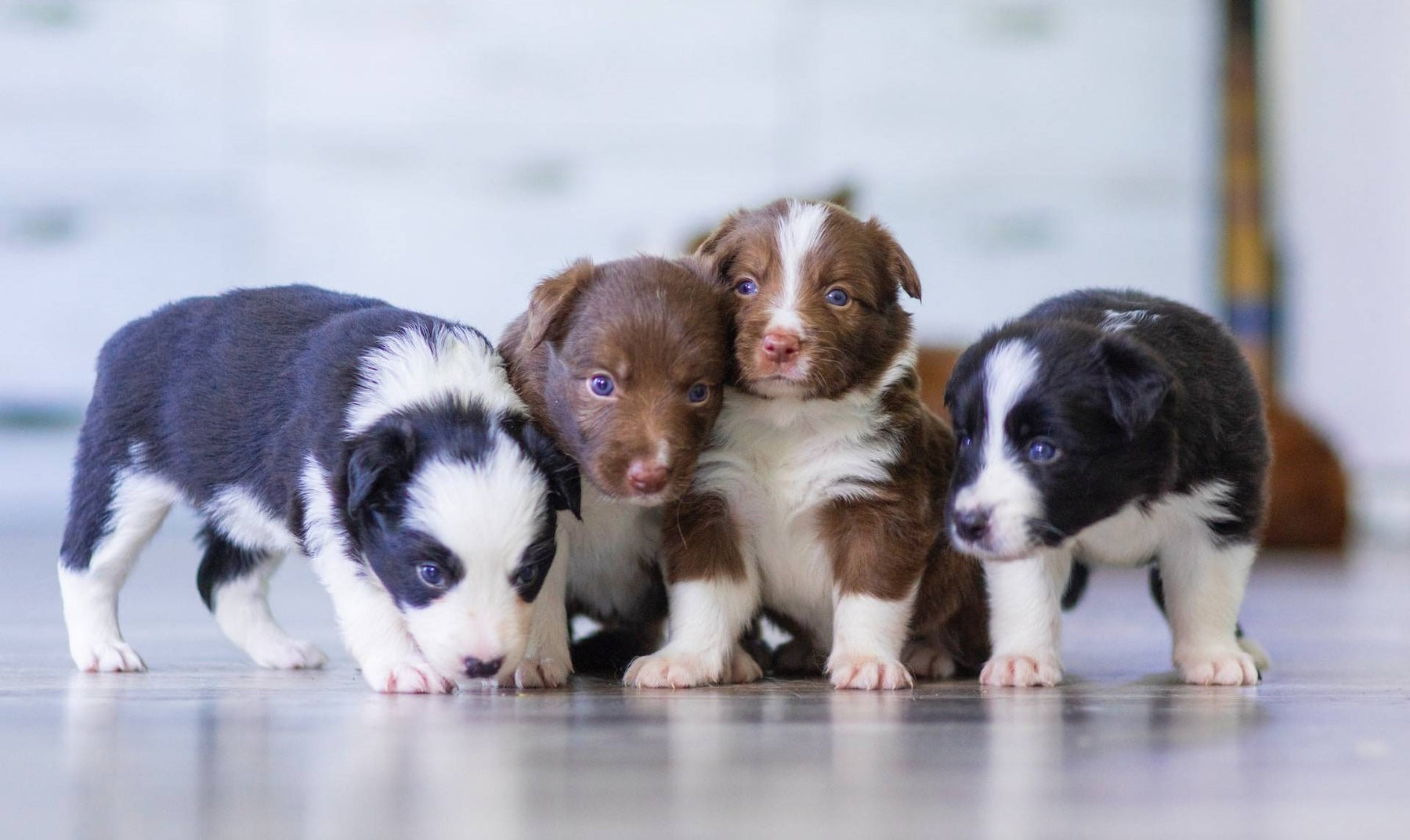 Black, Brown, And White Short Coated Puppies
