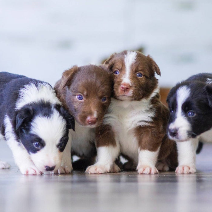 Black, Brown, And White Short Coated Puppies