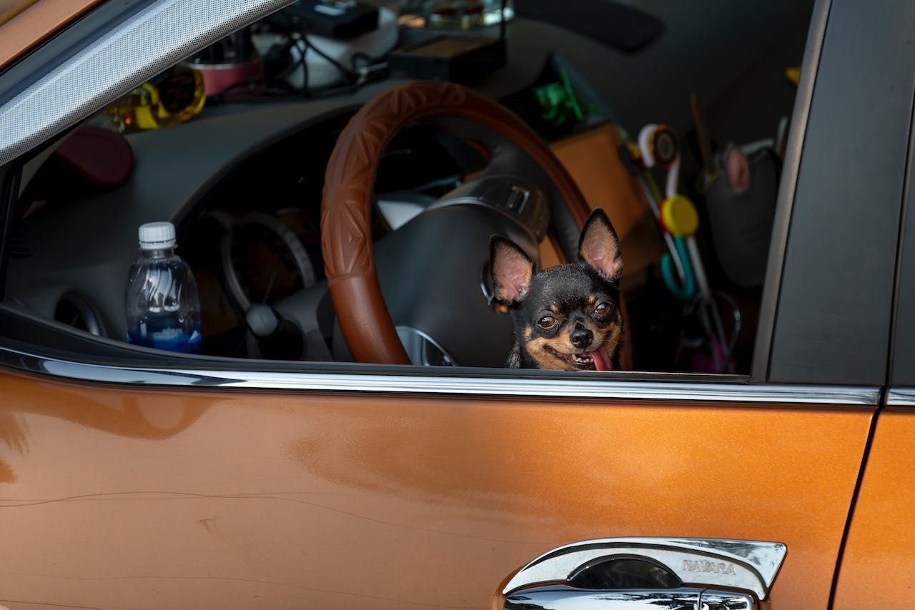 Black Chihuahua Inside The Car