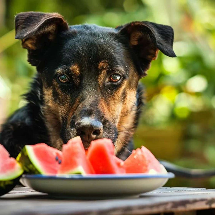 Black and tan dog stares at a plate of watermelon slices outdoors while exploring whether can dogs eat watermelon safely