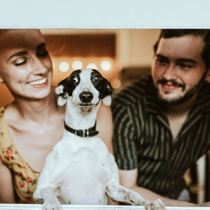 Black And White Dog With Man And Woman