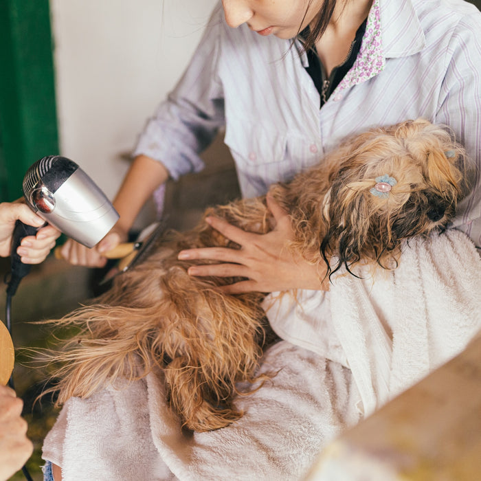 Blow Drying A Dog With A Human Hair Blow Dryer