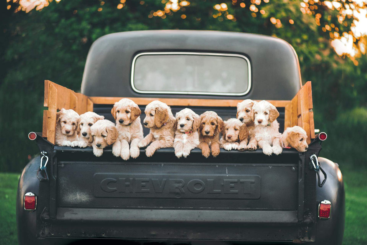 For Dog Parents: Personalized New Puppy Gift Sets | Puppy Fever Pro