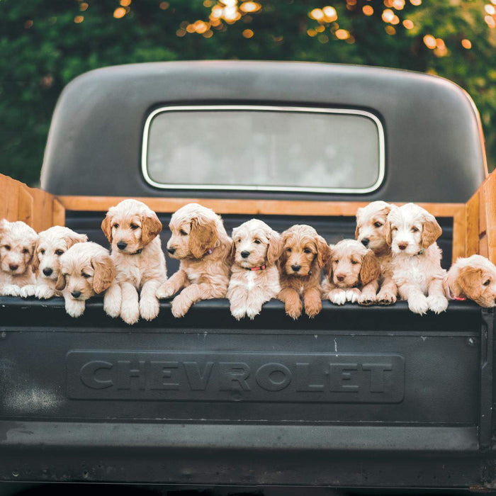Brown And White Puppies On Black Car