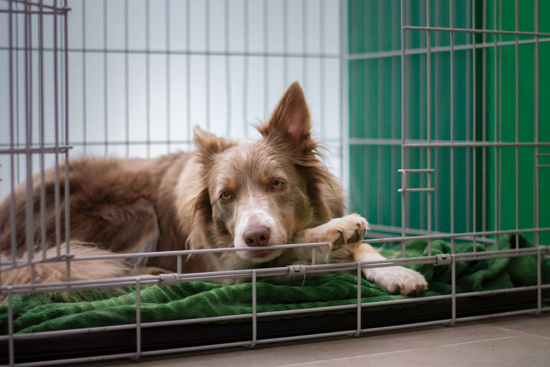 Brown Border Collie Resting In Her Dog Crate