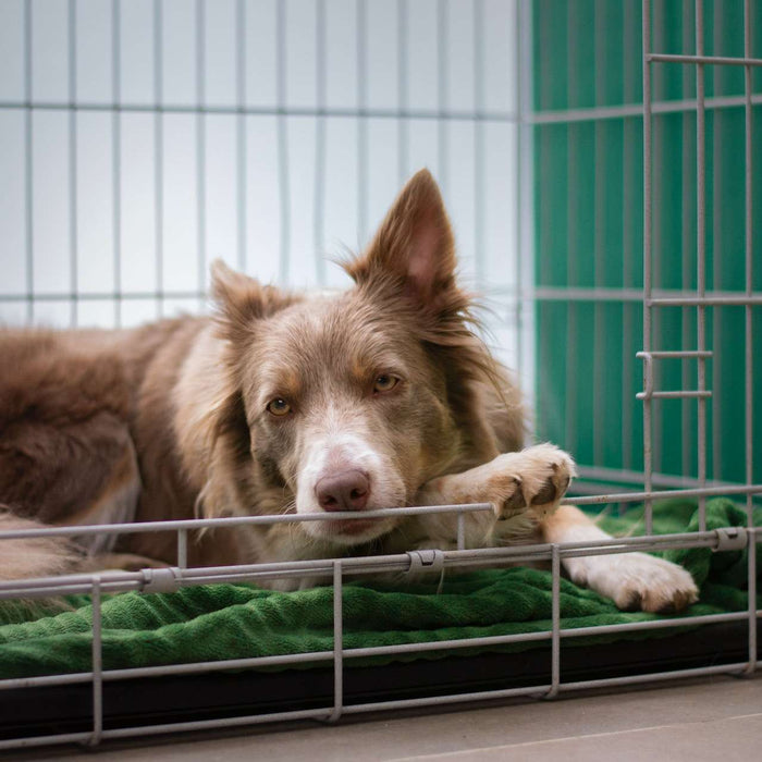 Brown Border Collie Resting In Her Dog Crate