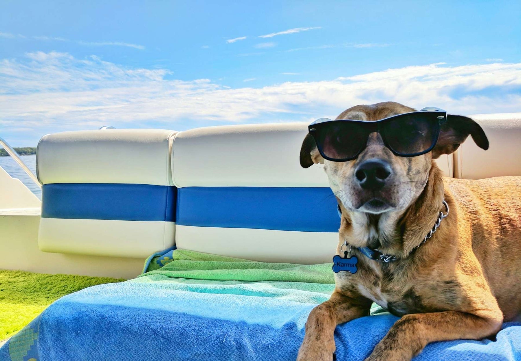 Brown Dog Wearing Sunglasses