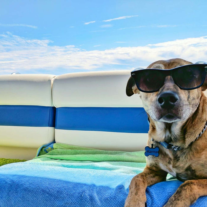 Brown Dog Wearing Sunglasses