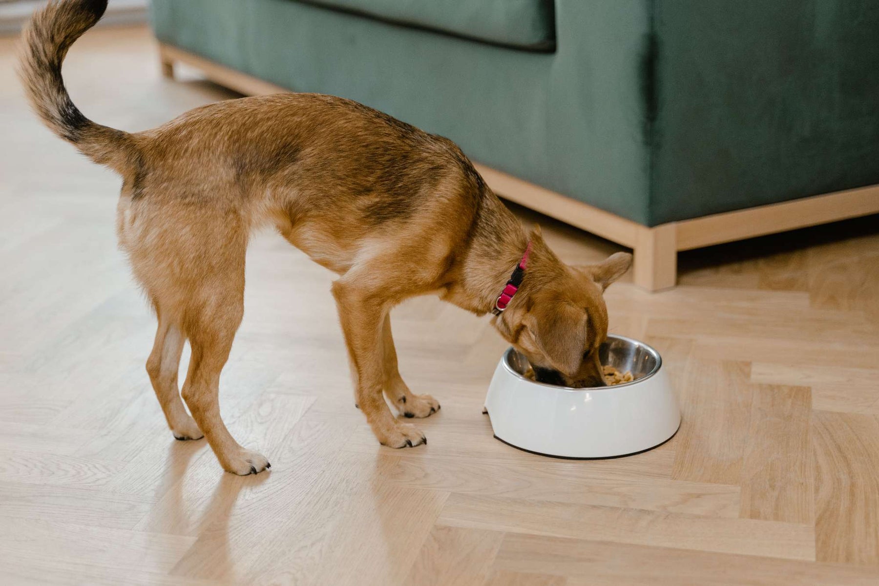 Brown dog wearing a red collar eats from a food bowl on a wooden floor, illustrating the question can dogs eat vegetables as part of a healthy diet