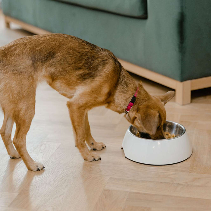 Brown dog wearing a red collar eats from a food bowl on a wooden floor, illustrating the question can dogs eat vegetables as part of a healthy diet