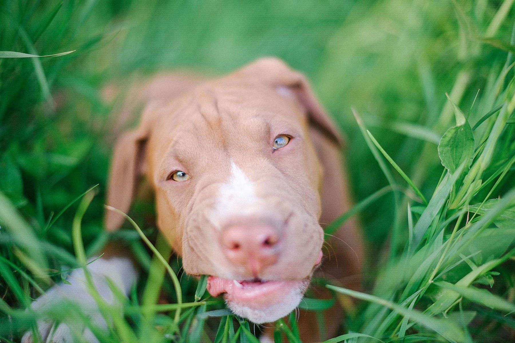 Why Dogs Eat Grass? 7 Surprising Reasons Your Pup Is Grazing