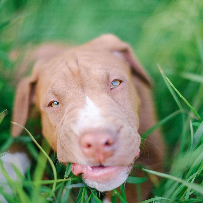 Why Dogs Eat Grass? 7 Surprising Reasons Your Pup Is Grazing