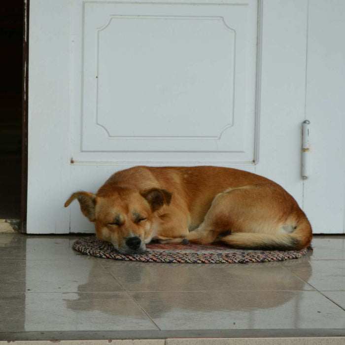 Brown dog is curled up asleep on a small mat directly in front of a closed white door, clearly showing why dog sleeps by door as it rests calmly at the entrance
