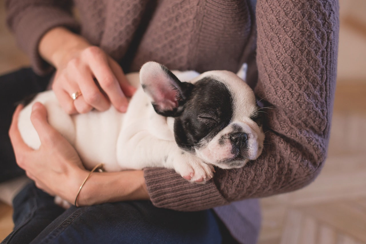 Bulldog Puppy Sleeping In An Arm