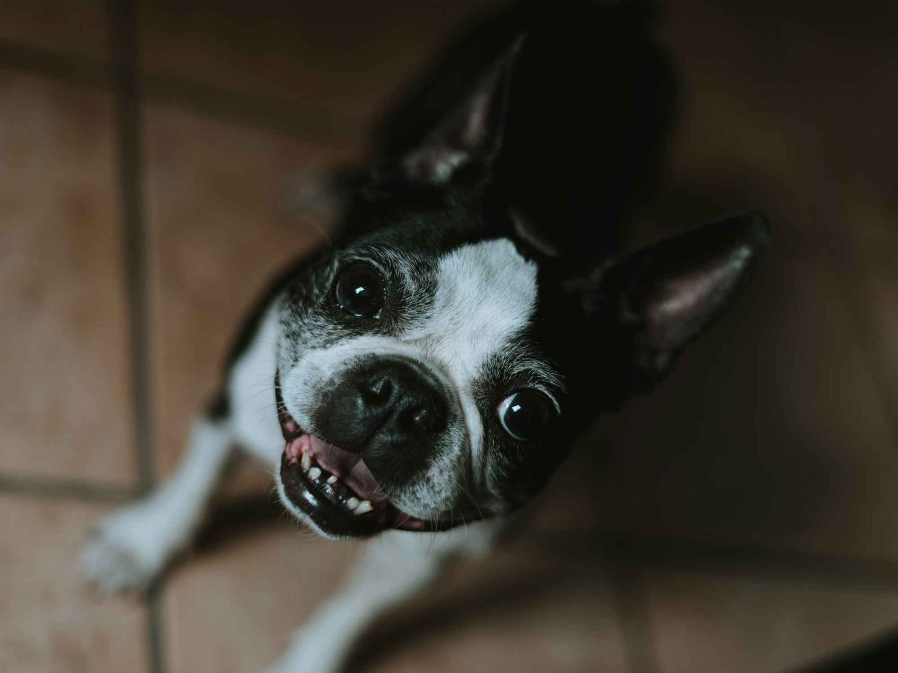 Close-up of a Boston Terrier showing its teeth while looking up, illustrating the need to explore How to Soften Dog Tartar