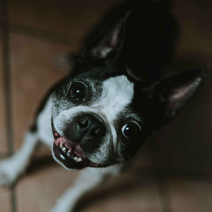 Close-up of a Boston Terrier showing its teeth while looking up, illustrating the need to explore How to Soften Dog Tartar