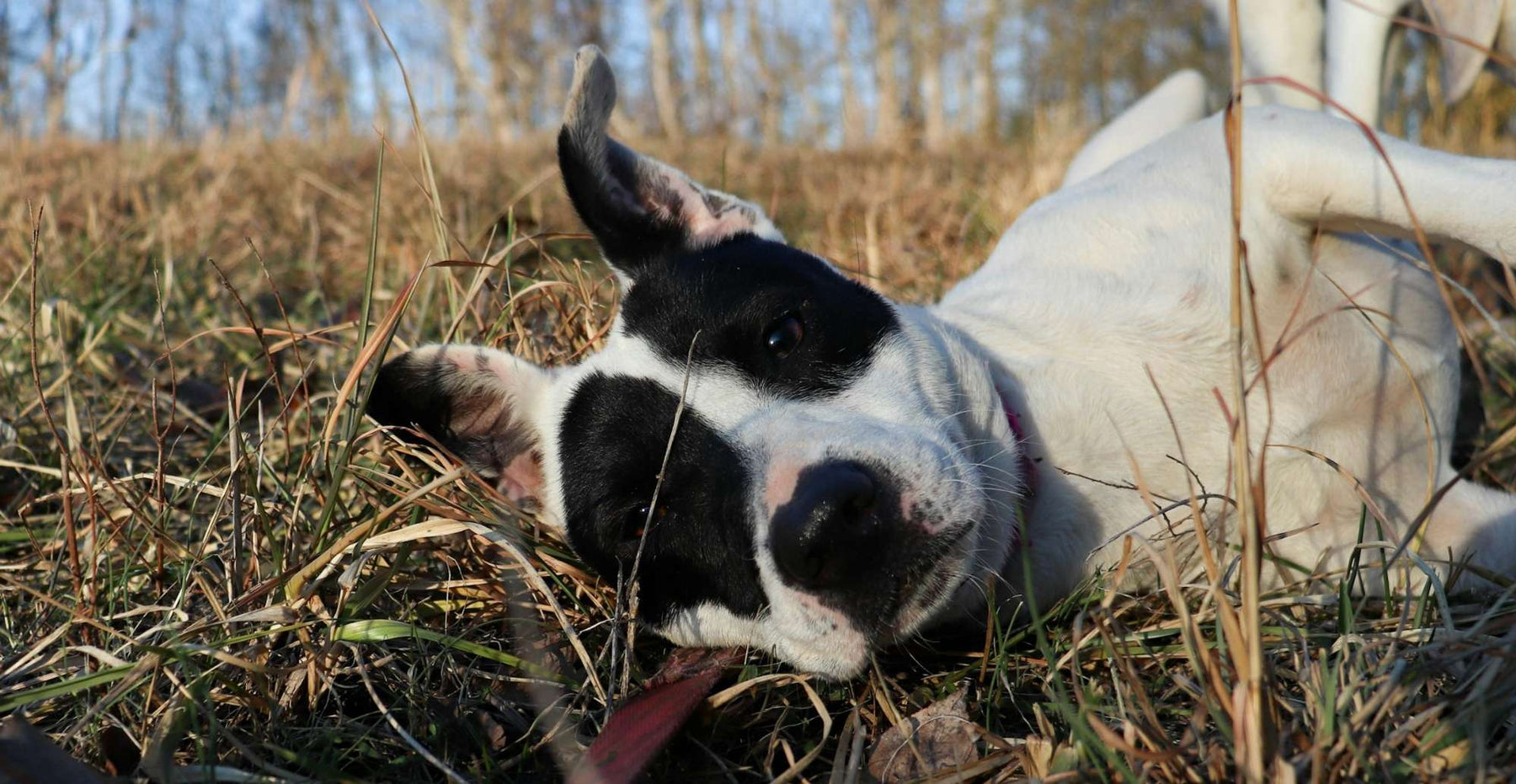 Close-up of a dog relaxing in a sunlit field, showcasing a peaceful moment that supports the topic of Dog Ear Cleaning Solution Hacks